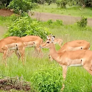 Explore Experience Uganda Gorillaa, Lake Mburo National Park & Lake Bunyonyi (Exclusively Private) for 4 days with Devine African Safaris Ltd and discover unforgettable experiences - Photo 8