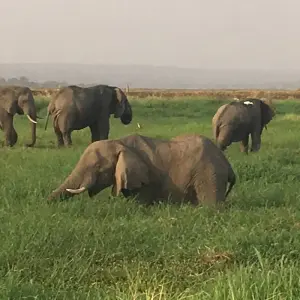 Explore Experience Uganda Gorilla Trekking, Chimps, Big 5 & Big Cats (Exclusively Private) for 4 days with Devine African Safaris Ltd and discover unforgettable experiences - Photo 7