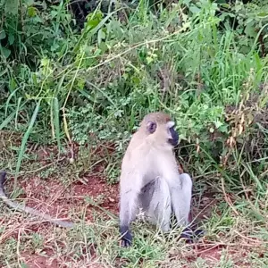 Explore Experience Uganda Gorillas, Chimps, Big 5 & Big Cats (Exclusively Private) for 6 days with Devine African Safaris Ltd and discover unforgettable experiences - Photo 6