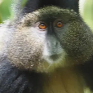 Explore 5 Days Rwanda Golden monkeys, Big 5 & Big Cats Safari (Exclusively Private) for 5 days with Devine African Safaris Ltd and discover unforgettable experiences - Photo 6