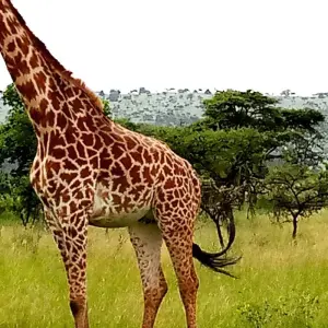 Explore Experience Uganda & Rwanda Gorillas, Chimps & Big 5 (Exclusively Private) for 8 days with Devine African Safaris Ltd and discover unforgettable experiences - Photo 6