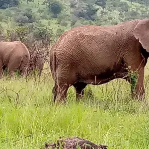 Explore Experience Uganda Gorillas, Chimps, Big 5 & Big Cats (Exclusively Private) for 5 days with Devine African Safaris Ltd and discover unforgettable experiences - Photo 7