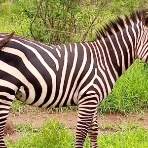 Explore Experience Uganda Gorillaa, Lake Mburo National Park & Lake Bunyonyi (Exclusively Private) for 4 days with Devine African Safaris Ltd and discover unforgettable experiences - Photo 9