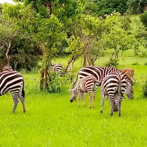 Explore Discover Rwanda Gorilla Trekking, Big 5,  Big Cats & Lake Kivu Tour (Exclusively Private) for 7 days with Devine African Safaris Ltd and discover unforgettable experiences - Photo 7