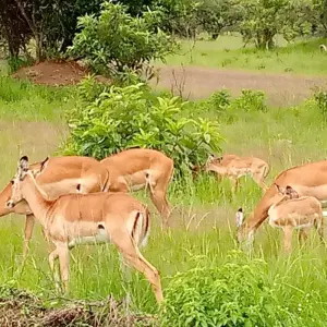 Explore Experience Uganda Gorillas, Chimps, Big 5 & Big Cats (Exclusively Private) for 6 days with Devine African Safaris Ltd and discover unforgettable experiences - Photo 7