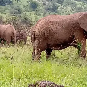 Explore Experience  Uganda Gorillas, Chimps, Big 5 & Big Cats (Exclusively Private) for 6 days with Devine African Safaris Ltd and discover unforgettable experiences - Photo 8