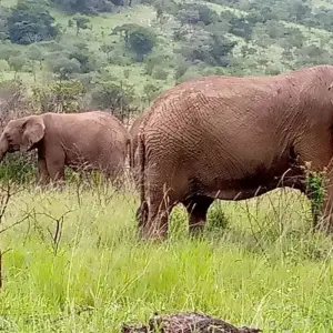 Explore 5 Days Rwanda Golden monkeys, Big 5 & Big Cats Safari (Exclusively Private) for 5 days with Devine African Safaris Ltd and discover unforgettable experiences - Photo 7