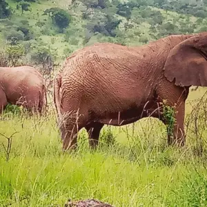 Explore 9 Days Uganda Gorillas, Chimps, Big 5 & Big Cats Safari for 9 days with Devine African Safaris Ltd and discover unforgettable experiences - Photo 8