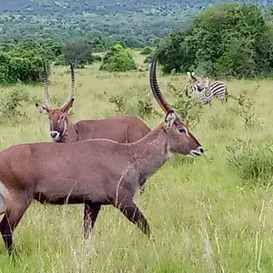 Explore Discover Rwanda Gorillas, Chimps, Dian Fossey Tour (Exclusively Private) for 8 days with Devine African Safaris Ltd and discover unforgettable experiences - Photo 7