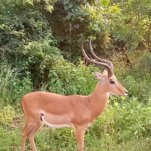 Explore Experience Uganda Gorilla Trekking, Chimps, Big 5 & Big Cats (Exclusively Private) for 4 days with Devine African Safaris Ltd and discover unforgettable experiences - Photo 9