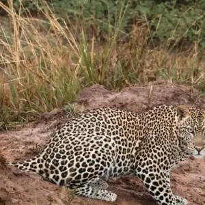 Explore Experience  Uganda Gorillas, Chimps, Big 5 & Big Cats (Exclusively Private) for 6 days with Devine African Safaris Ltd and discover unforgettable experiences - Photo 9