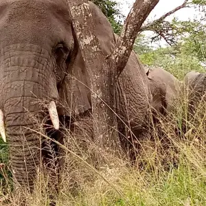Explore Experience Uganda & Rwanda Gorillas, Chimps & Big 5 (Exclusively Private) for 8 days with Devine African Safaris Ltd and discover unforgettable experiences - Photo 8