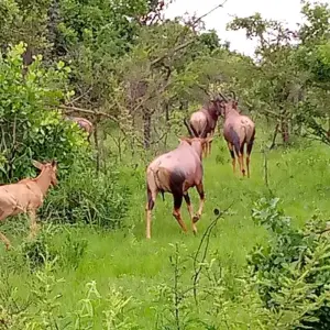 Explore Experience Uganda Gorillas, Chimps, Big 5 & Big Cats (Exclusively Private) for 5 days with Devine African Safaris Ltd and discover unforgettable experiences - Photo 9