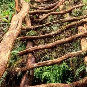 Explore Discover Rwanda Gorillas, Chimps, Dian Fossey Tour (Exclusively Private) for 8 days with Devine African Safaris Ltd and discover unforgettable experiences - Photo 8