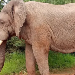 Explore Experience Uganda Gorilla Trekking, Chimps, Big 5 & Big Cats (Exclusively Private) for 4 days with Devine African Safaris Ltd and discover unforgettable experiences - Photo 10