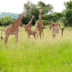 Explore Discover Rwanda Gorilla Trekking, Big 5,  Big Cats & Lake Kivu Tour (Exclusively Private) for 7 days with Devine African Safaris Ltd and discover unforgettable experiences - Photo 9