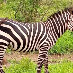 Explore 5 Days Rwanda Golden monkeys, Big 5 & Big Cats Safari (Exclusively Private) for 5 days with Devine African Safaris Ltd and discover unforgettable experiences - Photo 9