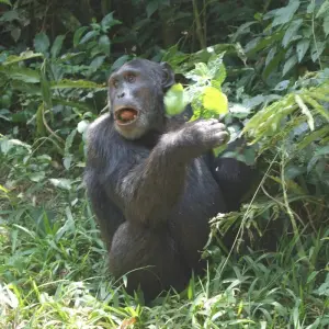 Explore Discover Rwanda Gorillas, Chimps, Dian Fossey Tour (Exclusively Private) for 8 days with Devine African Safaris Ltd and discover unforgettable experiences - Photo 9