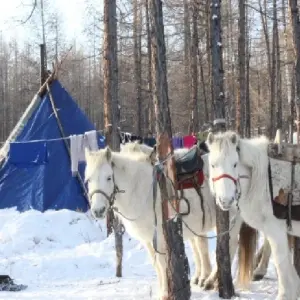 Explore Explore Tsaatan Reindeers in winter for 9 days with Discover Altai and discover unforgettable experiences - Photo 2