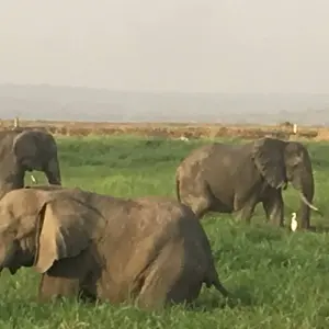 Explore Experience Uganda Gorillas, Chimps, Big 5 & Big Cats (Exclusively Private) for 5 days with Devine African Safaris Ltd and discover unforgettable experiences - Photo 11