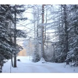 Explore Explore Tsaatan Reindeers in winter for 9 days with Discover Altai and discover unforgettable experiences - Photo 6