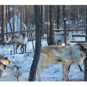 Explore Explore Tsaatan Reindeers in winter for 9 days with Discover Altai and discover unforgettable experiences - Photo 8