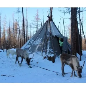 Explore Explore Tsaatan Reindeers in winter for 9 days with Discover Altai and discover unforgettable experiences - Photo 11