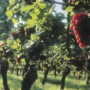 Explore Alsace Wine Route for 7 days with Discover France Adventures and discover unforgettable experiences - Photo 6