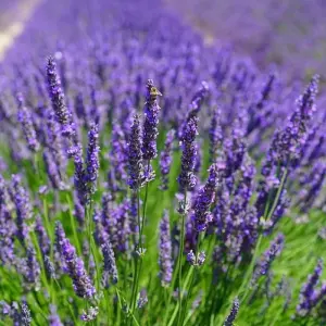 Explore Best Of Provence for 7 days with Discover France Adventures and discover unforgettable experiences - Photo 3