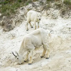Explore Rockies Western Canada Iconic Sites: 8-Day Tour for 8 days with Discover Canada Tours and discover unforgettable experiences - Photo 2
