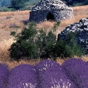 Explore Provence Lavender Fields and Vineyards for 8 days with Discover France Adventures and discover unforgettable experiences - Photo 7