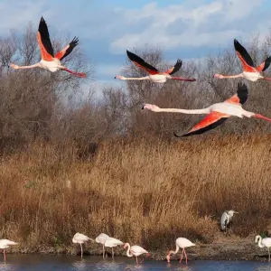 Explore Provence Camargue To Nimes for 7 days with Discover France Adventures and discover unforgettable experiences - Photo 6
