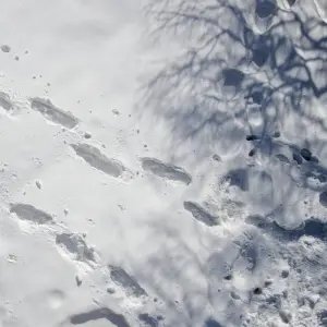 Explore Yukon Deluxe Winter Northern Lights Tour (Start and End in Vancouver) for 4 days with Discover Canada Tours and discover unforgettable experiences - Photo 7