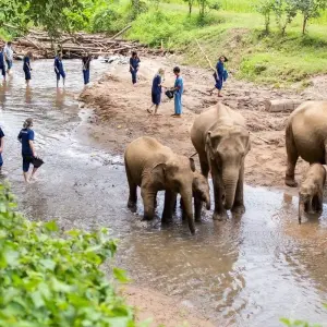Explore Thailand – The Elephant Experience for 10 days with Discover Corps and discover unforgettable experiences - Photo 2