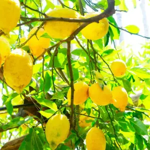 Explore Bay of Naples Dreamin' | Naples, Capri, Sorrento and Amalfi Coast Journey for 8 days with Discover Italy and discover unforgettable experiences - Photo 3