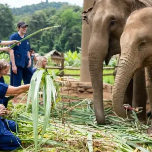 Explore Thailand – The Elephant Experience for 10 days with Discover Corps and discover unforgettable experiences - Photo 3