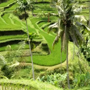 Explore Bali - Island of Inspiration for 9 days with Discover Corps and discover unforgettable experiences - Photo 3