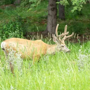 Explore Rockies Summer Classic Tour for 4 days with Discover Canada Tours and discover unforgettable experiences - Photo 7