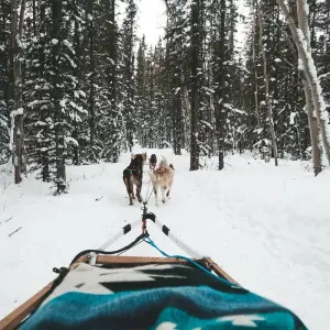 Explore Yukon Deluxe Winter Northern Lights Tour (Start and End in Vancouver) for 4 days with Discover Canada Tours and discover unforgettable experiences - Photo 10