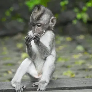 Explore Bali - Island of Inspiration for 9 days with Discover Corps and discover unforgettable experiences - Photo 5