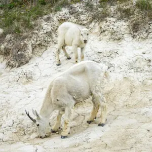 Explore Rockies Premium Tour from Vancouver for 5 days with Discover Canada Tours and discover unforgettable experiences - Photo 9