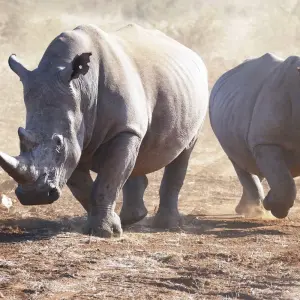 Explore Tanzania – Safari & Service for 10 days with Discover Corps and discover unforgettable experiences - Photo 6