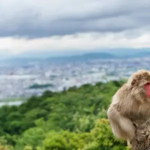 Explore Japan – Cultural Odyssey for 8 days with Discover Corps and discover unforgettable experiences - Photo 5