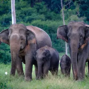 Explore Thailand – The Elephant Experience for 10 days with Discover Corps and discover unforgettable experiences - Photo 7