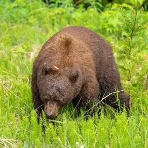 Explore Rockies Summer Classic Tour for 4 days with Discover Canada Tours and discover unforgettable experiences - Photo 11