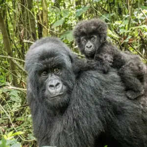Explore Uganda - Gorilla Conservation Adventure for 10 days with Discover Corps and discover unforgettable experiences - Photo 3