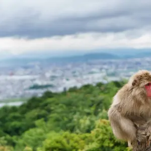 Explore Japan – Cultural Odyssey for 8 days with Discover Corps and discover unforgettable experiences - Photo 7
