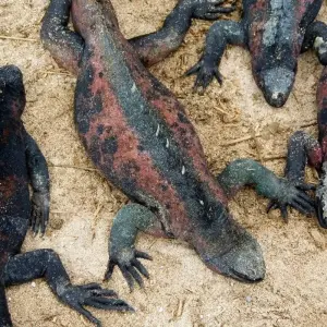 Explore Galapagos Islands – Family Volunteer Vacation for 10 days with Discover Corps and discover unforgettable experiences - Photo 3