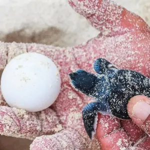 Explore Costa Rica – The Sea Turtle Initiative for 8 days with Discover Corps and discover unforgettable experiences - Photo 3