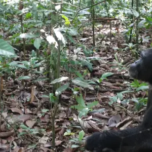 Explore Uganda - Gorilla Conservation Adventure for 10 days with Discover Corps and discover unforgettable experiences - Photo 5
